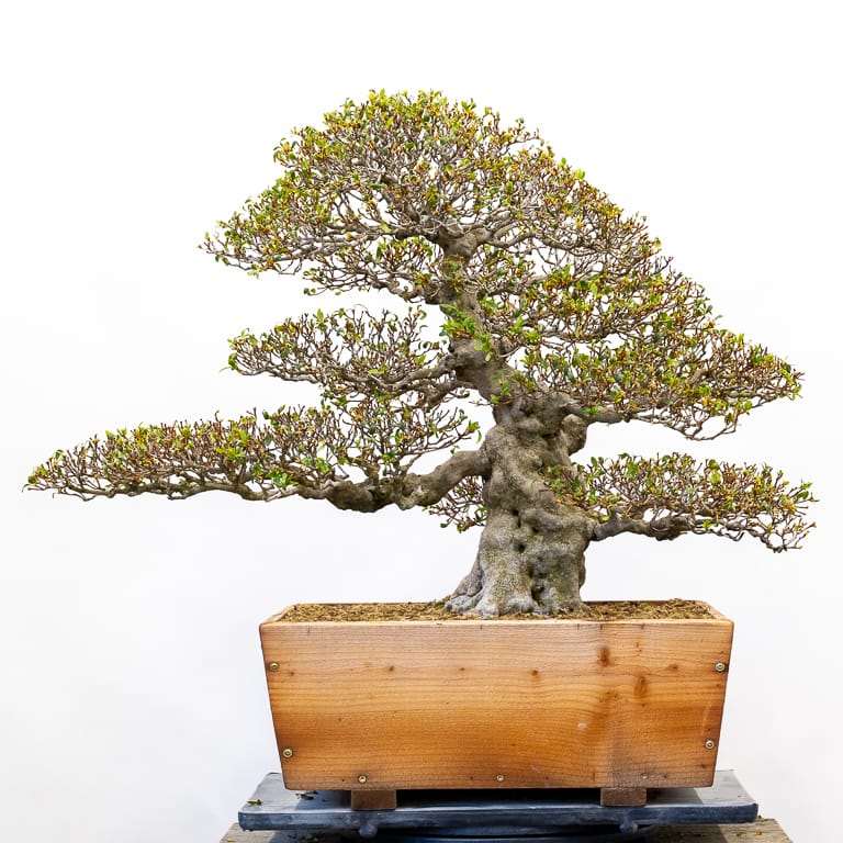 提根小月杜鹃花盆景的修剪前后 对比图片