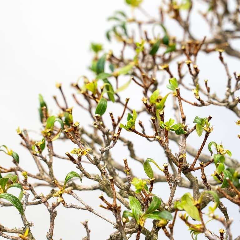 提根小月杜鹃花盆景的修剪前后 对比图片