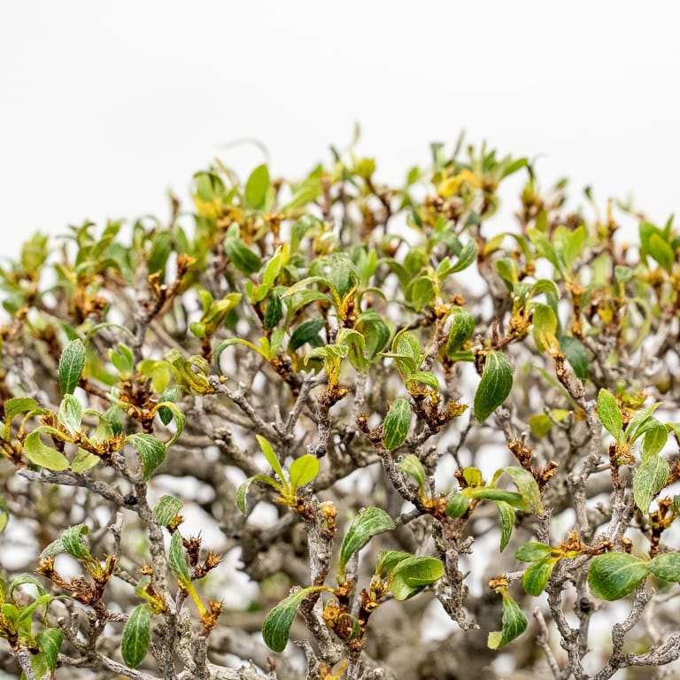 提根小月杜鹃花盆景的修剪前后 对比图片