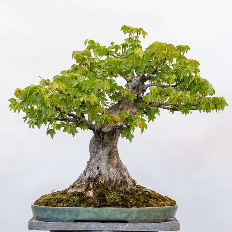 春季修剪三叉戟枫树盆景前后 对比图片