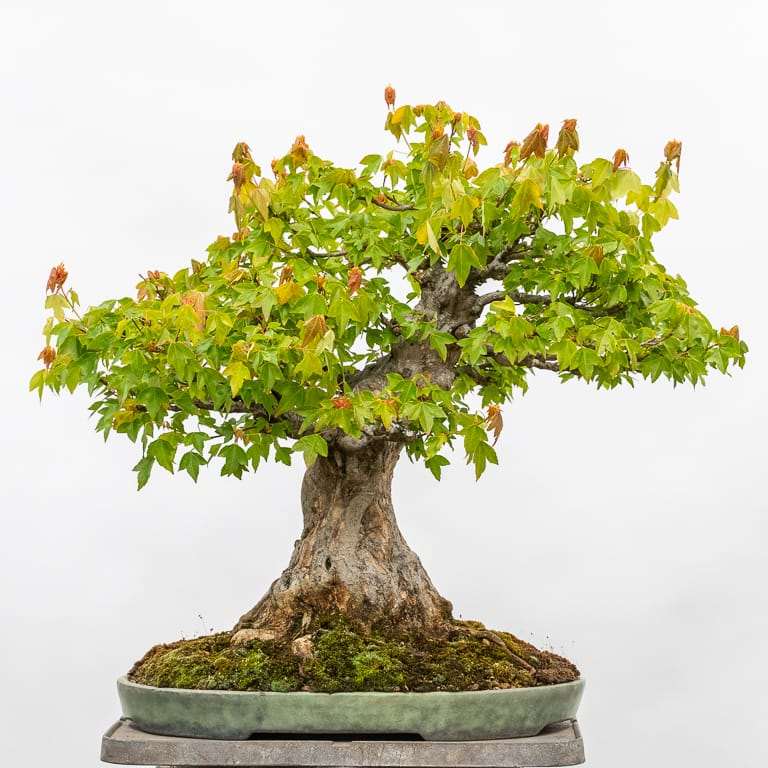 春季修剪三叉戟枫树盆景前后 对比图片