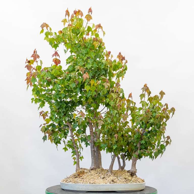 春季修剪三叉戟枫树盆景前后 对比图片