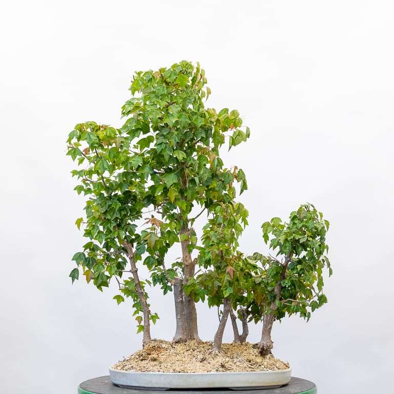 春季修剪三叉戟枫树盆景前后 对比图片