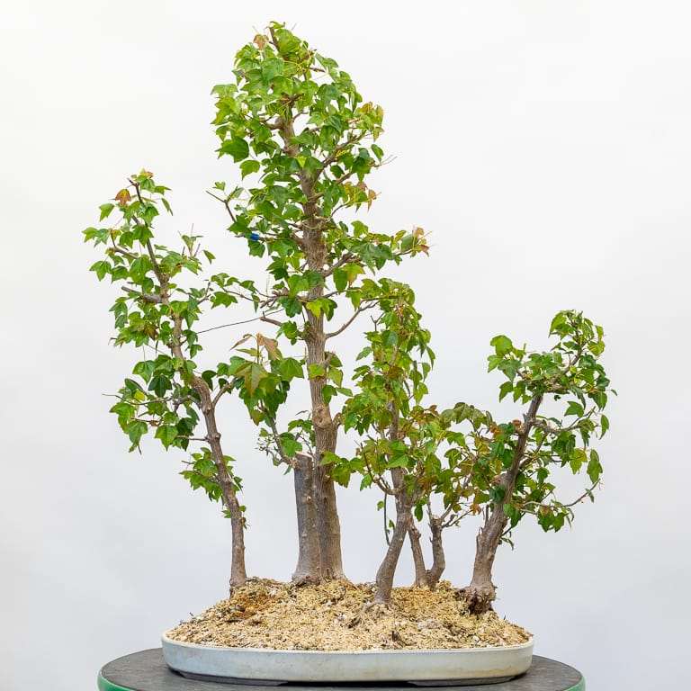 春季修剪三叉戟枫树盆景前后 对比图片