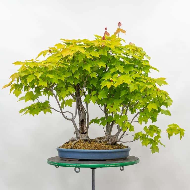 修剪红枫盆景的叶子 前后 图片对比