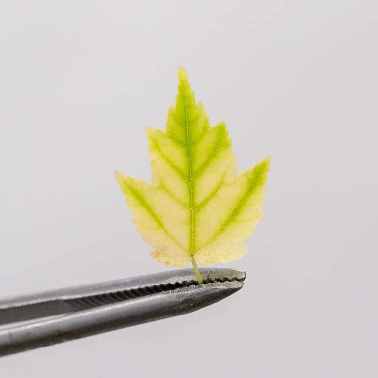 修剪红枫盆景的叶子 前后 图片对比