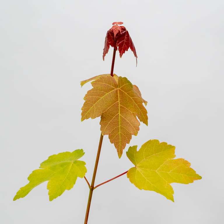 修剪红枫盆景的叶子 前后 图片对比