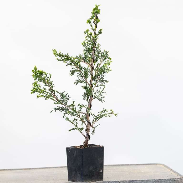 图解 杜松盆景怎么蟠扎的9个过程