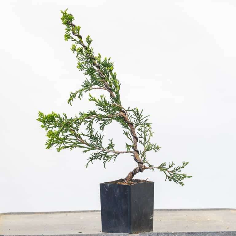 图解 杜松盆景怎么蟠扎的9个过程