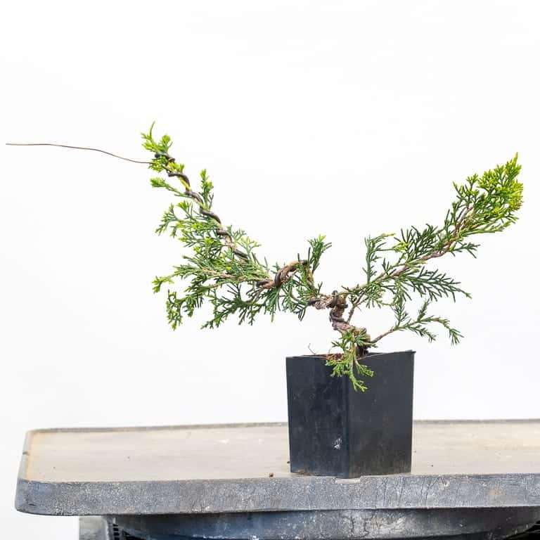 图解 杜松盆景怎么蟠扎的9个过程