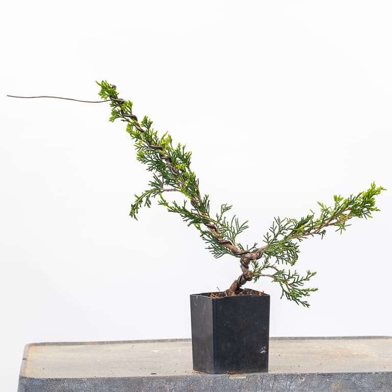 图解 杜松盆景怎么蟠扎的9个过程