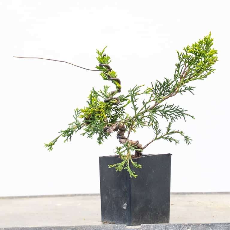 图解 杜松盆景怎么蟠扎的9个过程