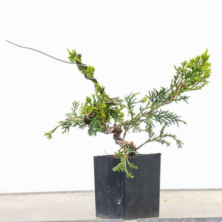 图解 杜松盆景怎么蟠扎的9个过程