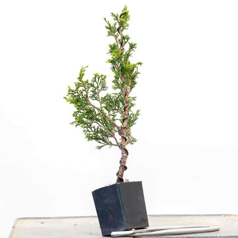 图解 杜松盆景怎么蟠扎的9个过程