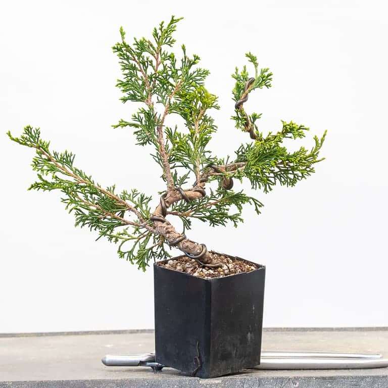 图解 杜松盆景怎么蟠扎的9个过程