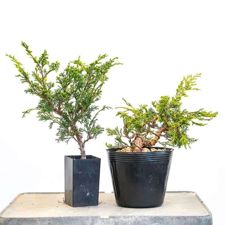 图解 怎么蟠扎幼小杜松盆景的树干