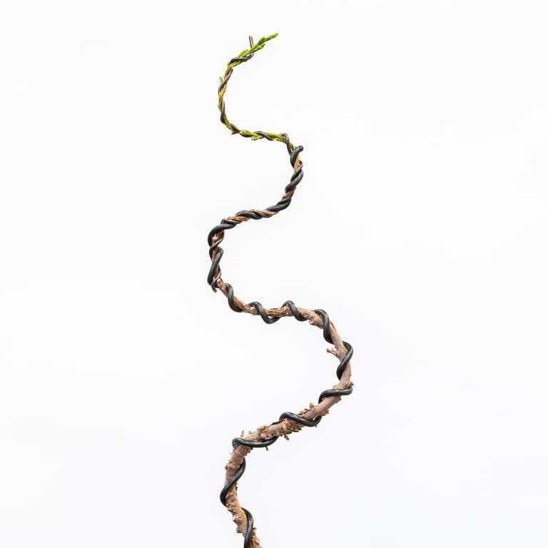 图解 怎么蟠扎幼小杜松盆景的树干