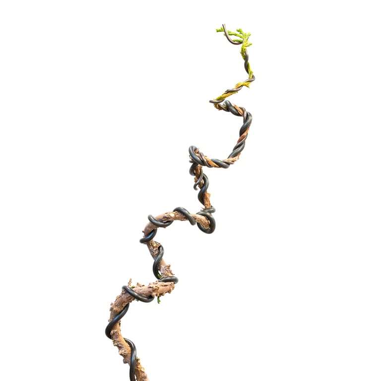 图解 怎么蟠扎幼小杜松盆景的树干