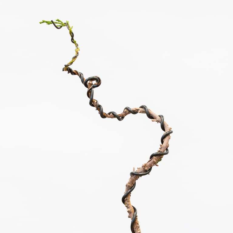 图解 怎么蟠扎幼小杜松盆景的树干