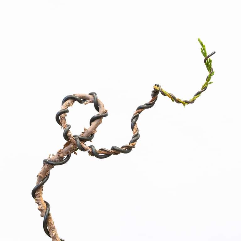 图解 怎么蟠扎幼小杜松盆景的树干