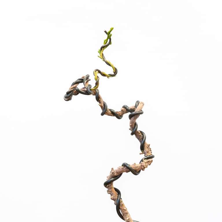 图解 怎么蟠扎幼小杜松盆景的树干