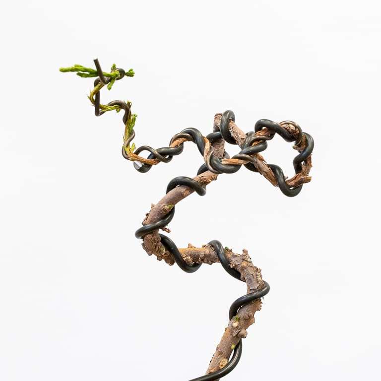 图解 怎么蟠扎幼小杜松盆景的树干