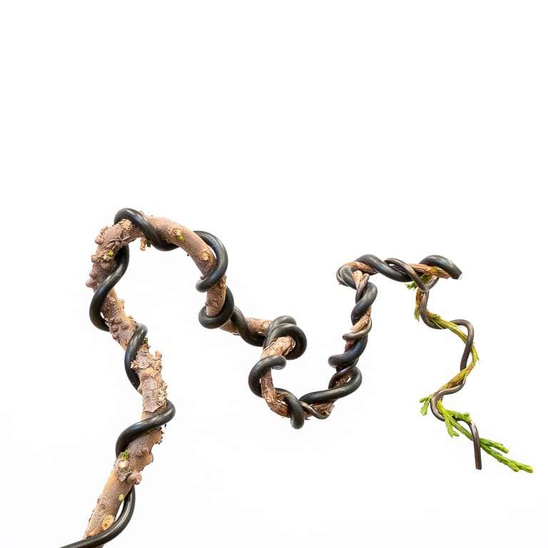 图解 怎么蟠扎幼小杜松盆景的树干