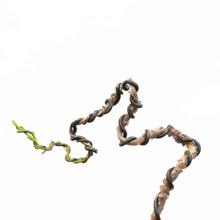 图解 怎么蟠扎幼小杜松盆景的树干