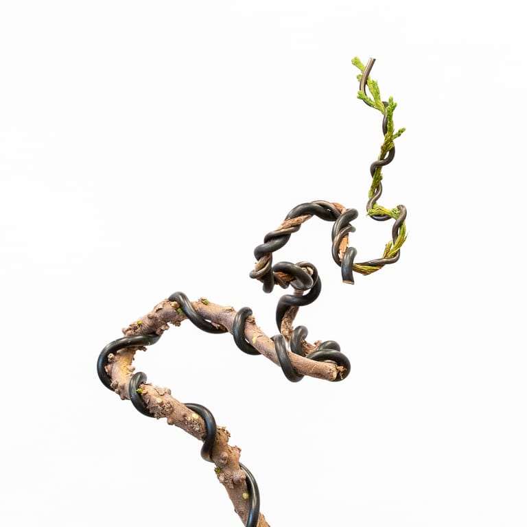 图解 怎么蟠扎幼小杜松盆景的树干