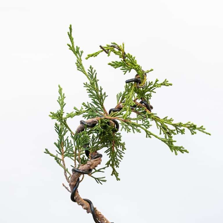 图解 怎么蟠扎幼小杜松盆景的树干