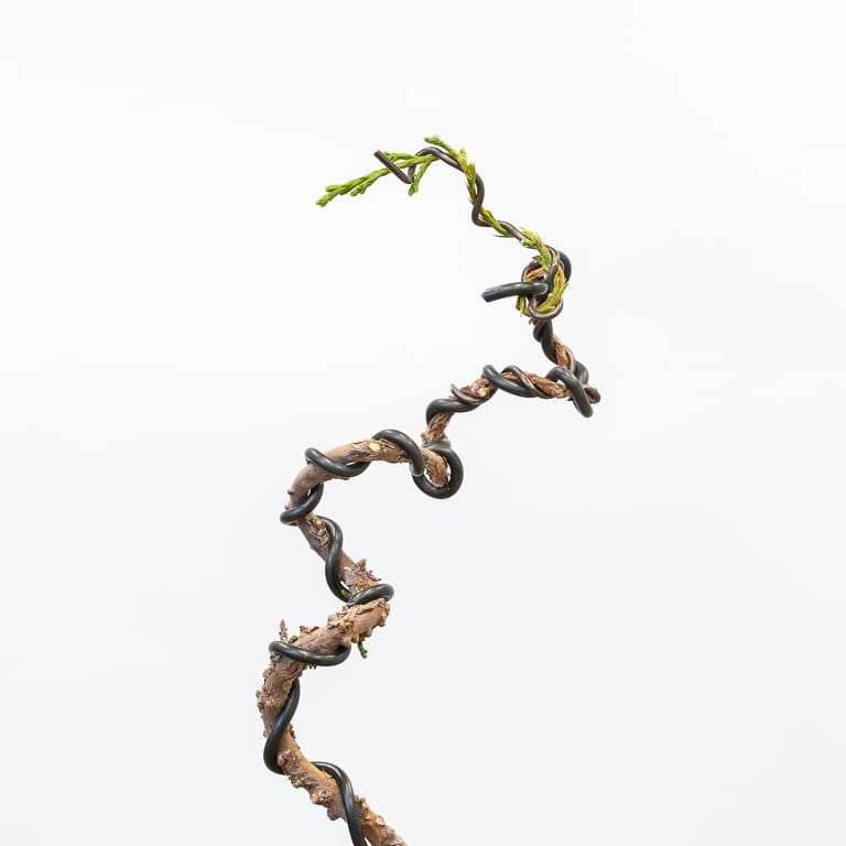 图解 怎么蟠扎幼小杜松盆景的树干