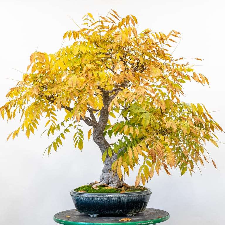 图解 中国紫藤盆景怎么修剪分枝的方法