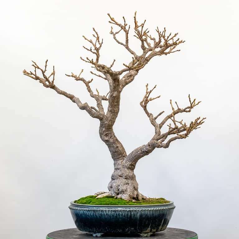 图解 中国紫藤盆景怎么修剪分枝的方法