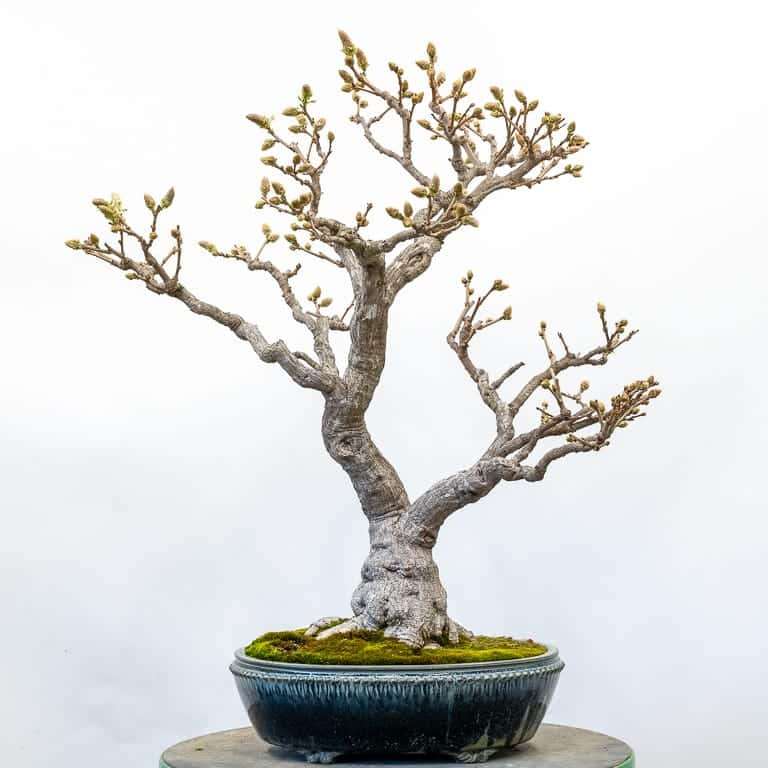 图解 中国紫藤盆景怎么修剪分枝的方法