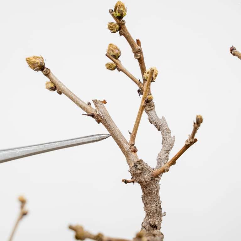 图解 中国紫藤盆景怎么修剪分枝的方法