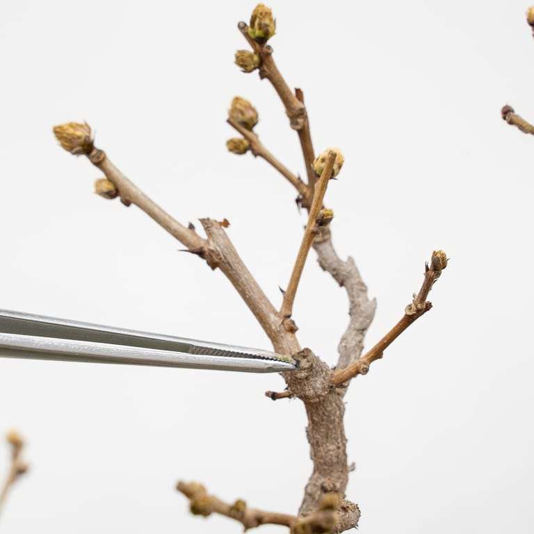 图解 中国紫藤盆景怎么修剪分枝的方法