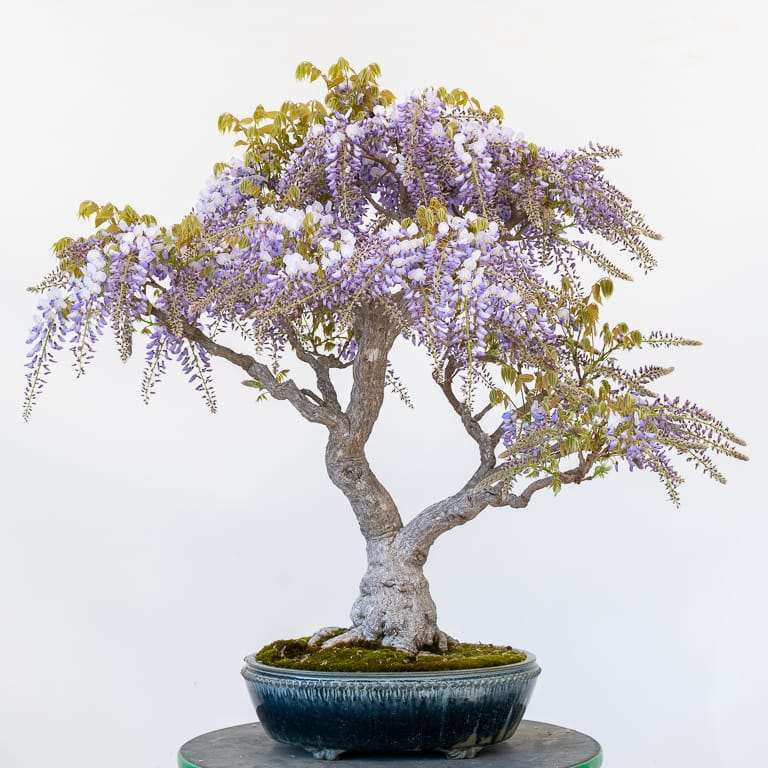 图解 中国紫藤盆景怎么修剪分枝的方法