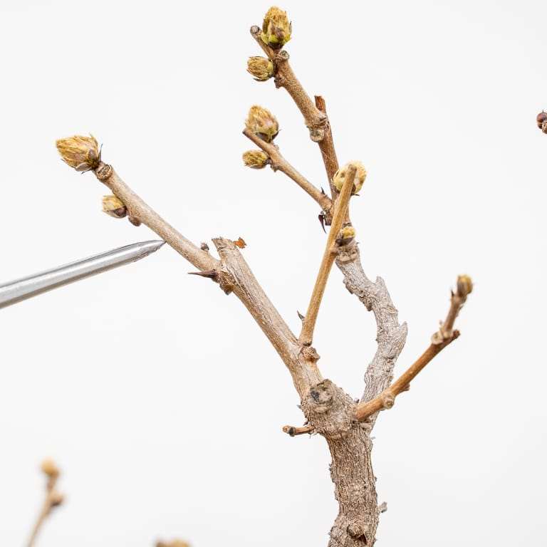 图解 中国紫藤盆景怎么修剪分枝的方法