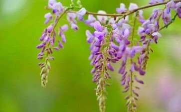 紫藤花盆景怎样上盆造型的方法 图片