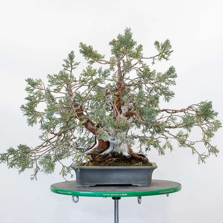 图解 怎么用压实的根球对杜松盆景翻盆