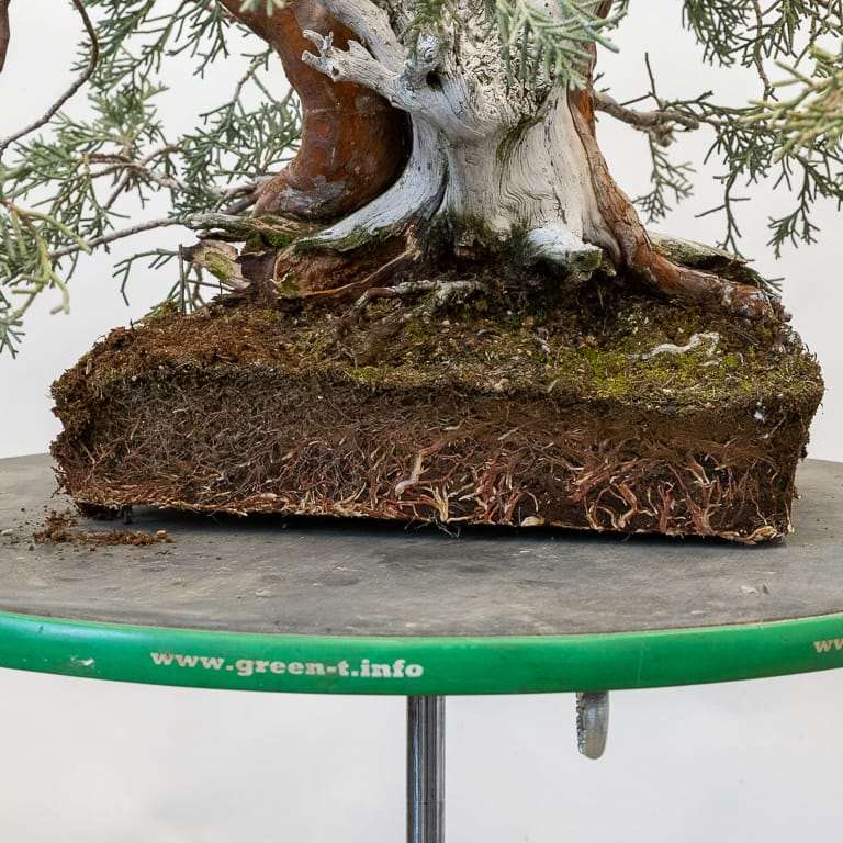 图解 怎么用压实的根球对杜松盆景翻盆