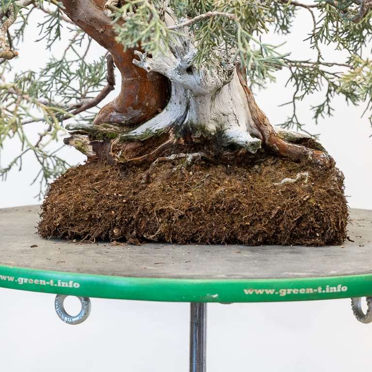 图解 怎么用压实的根球对杜松盆景翻盆