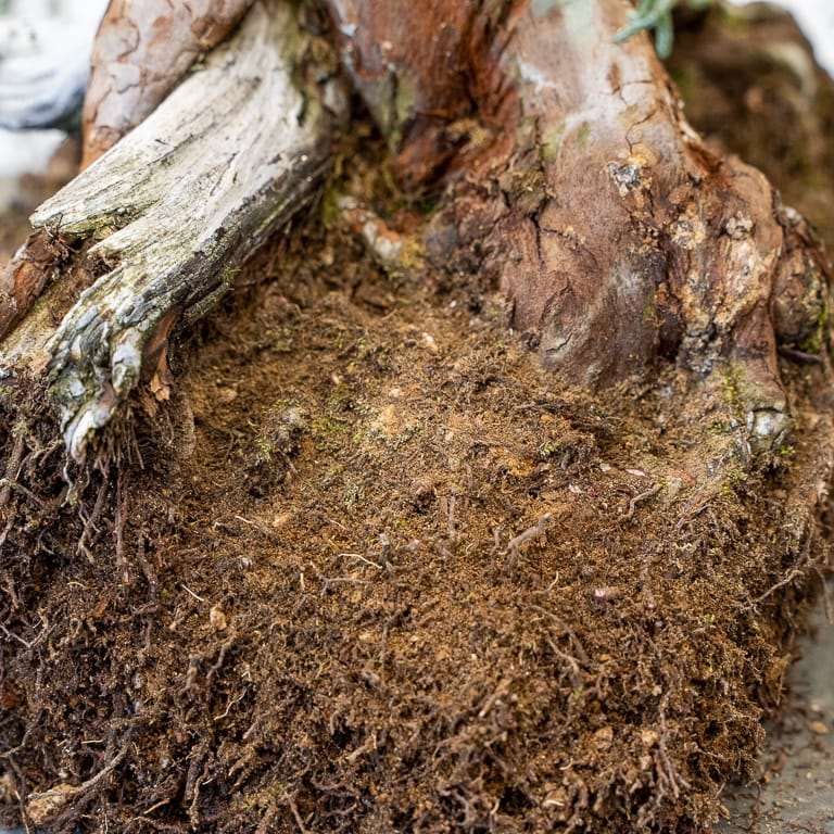 图解 怎么用压实的根球对杜松盆景翻盆