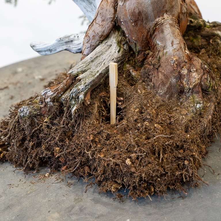 图解 怎么用压实的根球对杜松盆景翻盆