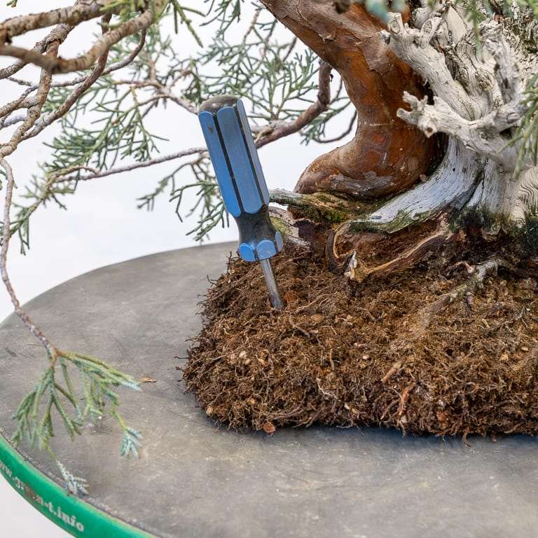 图解 怎么用压实的根球对杜松盆景翻盆