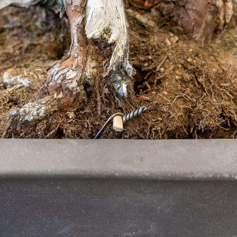 图解 怎么用压实的根球对杜松盆景翻盆