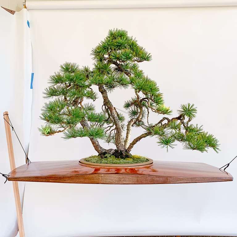 2021年 太平洋盆景博览会 图片更新