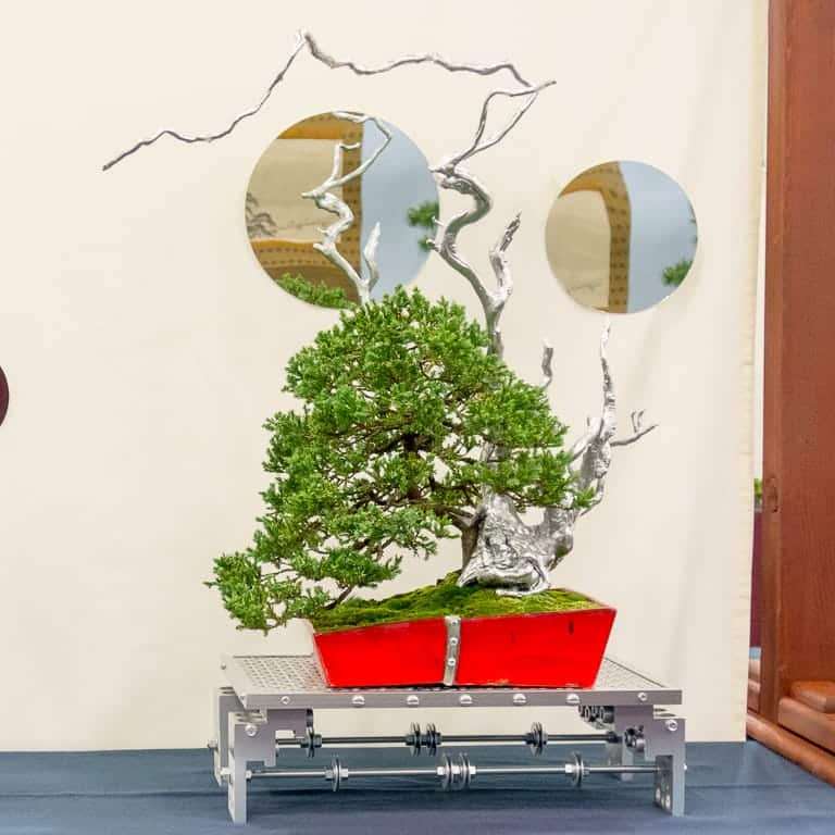 2021年 太平洋盆景博览会 图片更新