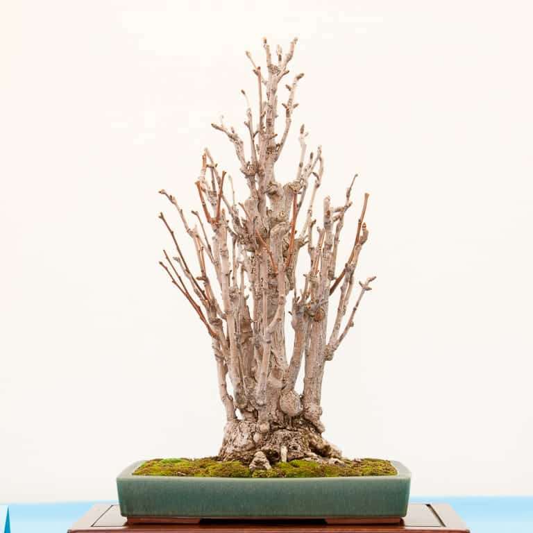 2021年 太平洋盆景博览会 图片更新