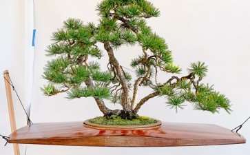 2021年 太平洋盆景博览会 图片更新